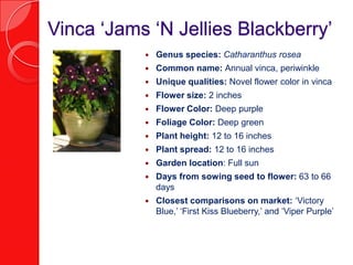 Vinca ‘Jams ‘N Jellies Blackberry’
              Genus species: Catharanthus rosea
              Common name: Annual vinca, periwinkle
              Unique qualities: Novel flower color in vinca
              Flower size: 2 inches
              Flower Color: Deep purple
              Foliage Color: Deep green
              Plant height: 12 to 16 inches
              Plant spread: 12 to 16 inches
              Garden location: Full sun
              Days from sowing seed to flower: 63 to 66
               days
              Closest comparisons on market: ‘Victory
               Blue,’ ‘First Kiss Blueberry,’ and ‘Viper Purple’
 