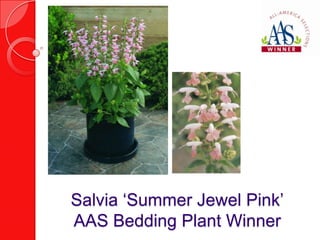 Salvia ‘Summer Jewel Pink’
AAS Bedding Plant Winner
 
