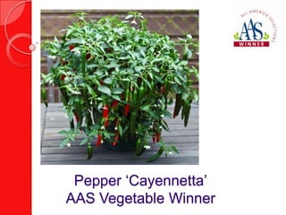 Pepper ‘Cayennetta’
AAS Vegetable Winner
 