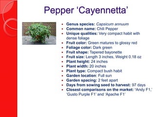 Pepper ‘Cayennetta’
      Genus species: Capsicum annuum
      Common name: Chili Pepper
      Unique qualities: Very compact habit with
       dense foliage
      Fruit color: Green matures to glossy red
      Foliage color: Dark green
      Fruit shape: Tapered bayonette
      Fruit size: Length 3 inches, Weight 0.18 oz
      Plant height: 24 inches
      Plant width: 20 inches
      Plant type: Compact bush habit
      Garden location: Full sun
      Garden spacing: 2 feet apart
      Days from sowing seed to harvest: 97 days
      Closest comparisons on the market: ‘Andy F1,’
       ‘Gusto Purple F1’ and ‘Apache F1’
 