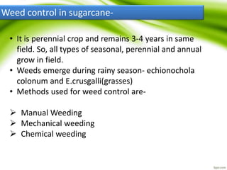 Weed control in sugarcane-
• It is perennial crop and remains 3-4 years in same
field. So, all types of seasonal, perennial and annual
grow in field.
• Weeds emerge during rainy season- echionochola
colonum and E.crusgalli(grasses)
• Methods used for weed control are-
 Manual Weeding
 Mechanical weeding
 Chemical weeding
 