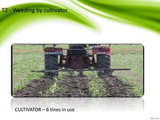 CULTIVATOR – 6 tines in use
T2 - Weeding by cultivator
 