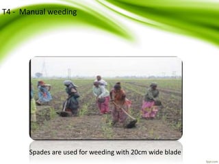 T4 - Manual weeding
Spades are used for weeding with 20cm wide blade
 
