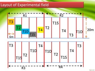 Layout of Experimental field
T1S
T1D T1D
T1S
T1S
T1DT1D
T1S
T2T2
T2T2
T3
T3
T3 T3
T4T4
T4
T4
R1 R2
R3 R4
20m
6m
 