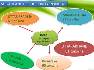 India
2nd largest
Avg 68.6 t/ha
MAHARASHTRA
83 tons/ha
UTTAR PRADESH
63 tons/ha
Karnataka
90 tons/ha
UTTARAKHAND
61 tons/ha
SUGARCANE PRODUCTIVITY IN INDIA
 