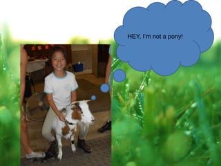 HEY, I’m not a pony!
 