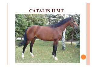 CATALIN II MT
 
