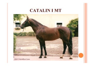 CATALIN I MT
 