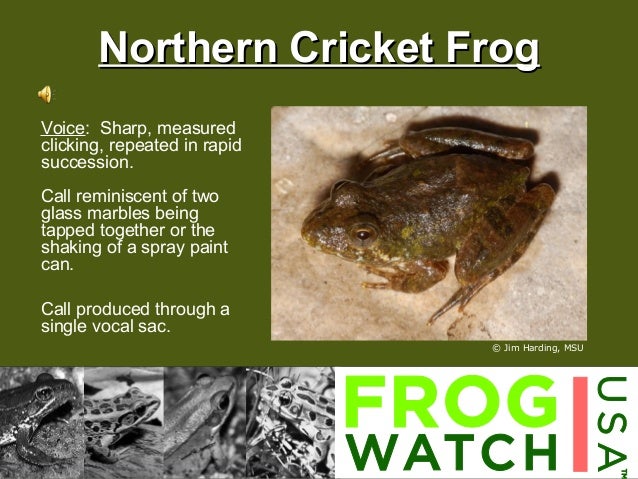 Frogs And Toads In Montgomery County