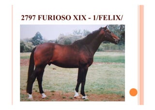 2797 FURIOSO XIX - 1/FELIX/
 