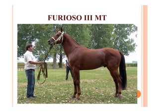 FURIOSO III MT
 