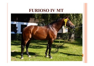 FURIOSO IV MT
 