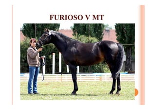 FURIOSO V MT
 