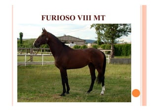 FURIOSO VIII MT
 