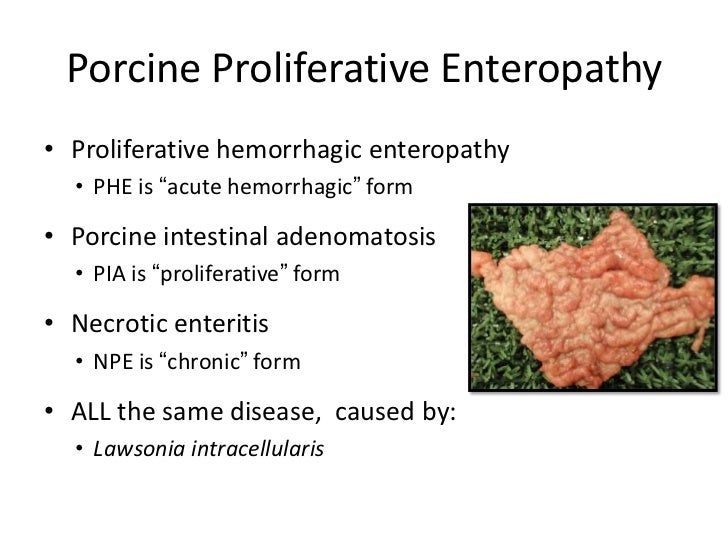 Dr. Darin Madson Deciphering Diarrhea What's Important