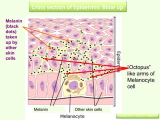 Cross section of Epidermis: Blow up

Melanin
(black
dots)
taken
up by
other
skin
cells

                                                     “Octopus”
                                                     like arms of
                                                     Melanocyte
                                                     cell



          Melanin         Other skin cells
                                             Learning Set 1 : Lesson 3 : Slide 10
 