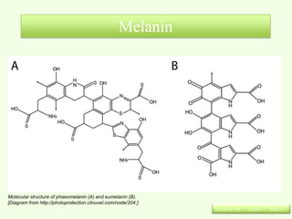 Melanin




Molecular structure of phaeomelanin (A) and eumelanin (B).
[Diagram from http://photoprotection.clinuvel.com/node/204.]
                                                               Learning Set 1 : Lesson 5 : Slide 13
 