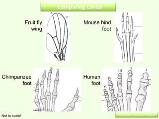 Comparing Limbs

                Fruit fly           Mouse hind
                  wing                    foot




Chimpanzee                          Human
       foot                           foot




Not to scale!                                    Learning Set 1 : Lesson 1 : Slide 3
 