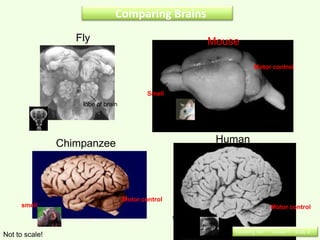 Comparing Brains
                   Fly                                      Mouse

                                                                        Motor control



                                            Smell
                    lobe of brain




                Chimpanzee                                   Human




                                    Motor control
     smell                                                                      Motor control
                                                    smell

                                                                Learning Set 1 : Lesson 1 : Slide 4
Not to scale!
 