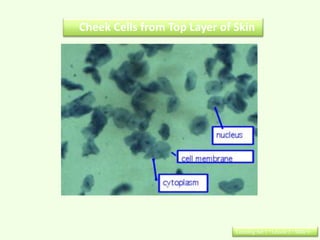 Cheek Cells from Top Layer of Skin




                              Learning Set 1 : Lesson 3 : Slide 6
 