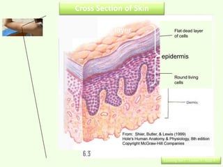 Cross Section of Skin

       Top layer               Flat dead layer
                               of cells



                        epidermis


                               Round living
                               cells




                        Learning Set 1 : Lesson 3 : Slide 8
 