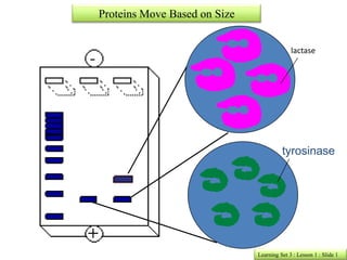 Proteins Move Based on Size


                                            lactase




                                        tyrosinase




                              Learning Set 3 : Lesson 1 : Slide 1
 