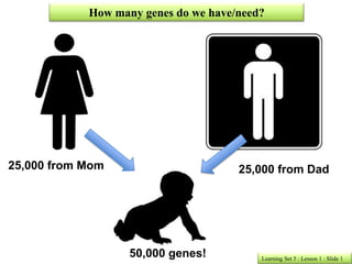 How many genes do we have/need?




25,000 from Mom                       25,000 from Dad




                   50,000 genes!          Learning Set 5 : Lesson 1 : Slide 1
 