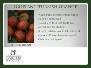 •Huge crops of small orange ribbed
10 to 14-ounce fruit
•Round 2 ½ to 3-inch fruits are
perfect size for stuffing
•Insect resistant plants 24 inches tall
•Harvest 85 days from transplant
•Solanum melongena
 