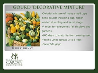 •Colorful mixture of many small type
pepo gourds including egg, spoon,
warted dumpling and semi wings
•A must for everyone's fall displays and
gardens
•100 days to maturity from sowing seed
•Prolific vines spread 3 to 5-feet
•Cucurbita pepo
 