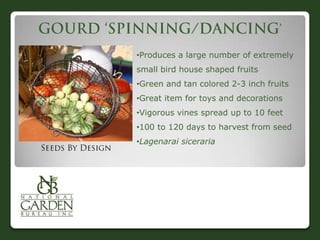 •Produces a large number of extremely
small bird house shaped fruits
•Green and tan colored 2-3 inch fruits
•Great item for toys and decorations
•Vigorous vines spread up to 10 feet
•100 to 120 days to harvest from seed
•Lagenarai siceraria
 