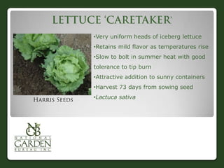 •Very uniform heads of iceberg lettuce
•Retains mild flavor as temperatures rise
•Slow to bolt in summer heat with good
tolerance to tip burn
•Attractive addition to sunny containers
•Harvest 73 days from sowing seed
•Lactuca sativa
 