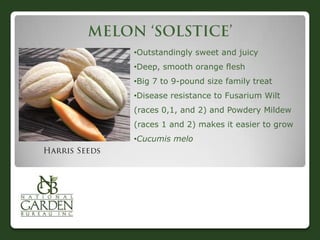 •Outstandingly sweet and juicy
•Deep, smooth orange flesh
•Big 7 to 9-pound size family treat
•Disease resistance to Fusarium Wilt
(races 0,1, and 2) and Powdery Mildew
(races 1 and 2) makes it easier to grow
•Cucumis melo
 