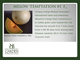 •Unique orange fleshed honeydew!
•Sensational taste and sweetness
•Beautiful orange flesh transitions to
an edible green color toward the rind
•Harvest the smooth 6 to 7-inch round
fruits in 80-90 days from sowing seed
•Disease resistant 48 to 72-inch vines
•Cucumis melo
 