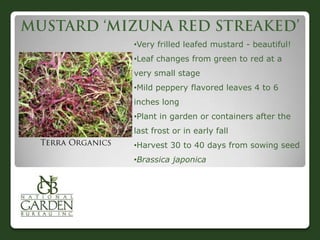 •Very frilled leafed mustard - beautiful!
•Leaf changes from green to red at a
very small stage
•Mild peppery flavored leaves 4 to 6
inches long
•Plant in garden or containers after the
last frost or in early fall
•Harvest 30 to 40 days from sowing seed
•Brassica japonica
 