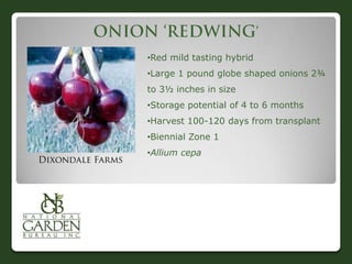 •Red mild tasting hybrid
•Large 1 pound globe shaped onions 2¾
to 3½ inches in size
•Storage potential of 4 to 6 months
•Harvest 100-120 days from transplant
•Biennial Zone 1
•Allium cepa
 