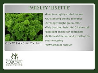 •Premium tightly curled leaves
•Outstanding bolting tolerance
•Strikingly bright green color
•Tidy bunched habit 8-10 inches tall
•Excellent choice for containers
•Both heat-tolerant and excellent for
over-wintering
•Petroselinum crispum
 
