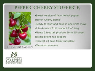 •Sweet version of favorite hot pepper
stuffer „Cherry Bomb‟
•Ready to stuff and bake in one knife move
•2 to 4-ounce fruit is about 2½” long
•Plants 2 feet tall produce 20 to 25 sweet
tasting bright red peppers
•Harvest 73 days from transplant
•Capsicum annuum
 