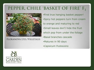 •First true hanging basket pepper!
•Spicy hot peppers turn from cream
to orange and maturing to red
•Small leaves don‟t hide the fruit
which pop from under the foliage
•Basal branches cascade
•Matures in 90 days
•Capsicum frutescens
 