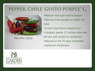 •Medium-hot type hybrid pepper
•Matures from purple to bright red
color
•3-inch long flame-shaped fruit
•Compact plants 12 inches wide and
tall are well suited to containers
•Matures in 65-75 days protected
•Capsicum frutescens
 