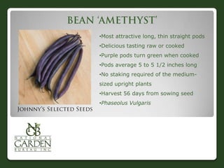 •Most attractive long, thin straight pods
•Delicious tasting raw or cooked
•Purple pods turn green when cooked
•Pods average 5 to 5 1/2 inches long
•No staking required of the medium-
sized upright plants
•Harvest 56 days from sowing seed
•Phaseolus Vulgaris
 