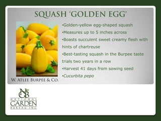 •Golden-yellow egg-shaped squash
•Measures up to 5 inches across
•Boasts succulent sweet creamy flesh with
hints of chartreuse
•Best-tasting squash in the Burpee taste
trials two years in a row
•Harvest 41 days from sowing seed
•Cucurbita pepo
 