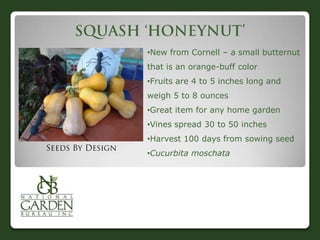 •New from Cornell – a small butternut
that is an orange-buff color
•Fruits are 4 to 5 inches long and
weigh 5 to 8 ounces
•Great item for any home garden
•Vines spread 30 to 50 inches
•Harvest 100 days from sowing seed
•Cucurbita moschata
 