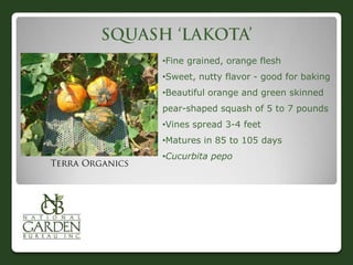•Fine grained, orange flesh
•Sweet, nutty flavor - good for baking
•Beautiful orange and green skinned
pear-shaped squash of 5 to 7 pounds
•Vines spread 3-4 feet
•Matures in 85 to 105 days
•Cucurbita pepo
 