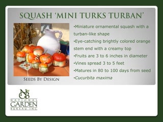 •Miniature ornamental squash with a
turban-like shape
•Eye-catching brightly colored orange
stem end with a creamy top
•Fruits are 3 to 6 inches in diameter
•Vines spread 3 to 5 feet
•Matures in 80 to 100 days from seed
•Cucurbita maxima
 