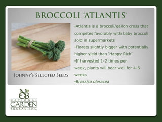 •Atlantis is a broccoli/gailon cross that
competes favorably with baby broccoli
sold in supermarkets
•Florets slightly bigger with potentially
higher yield than „Happy Rich‟
•If harvested 1-2 times per
week, plants will bear well for 4-6
weeks
•Brassica oleracea
 