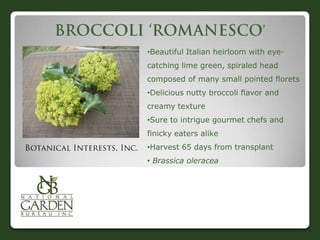 •Beautiful Italian heirloom with eye-
catching lime green, spiraled head
composed of many small pointed florets
•Delicious nutty broccoli flavor and
creamy texture
•Sure to intrigue gourmet chefs and
finicky eaters alike
•Harvest 65 days from transplant
• Brassica oleracea
 