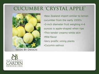 •New Zealand import similar to lemon
cucumber from the early 1930‟s
•3-inch diameter fruit weighing 4-6
ounces is apple-shaped when ripe
•Thin tender creamy-white skin
•Mild flavor
•Very prolific vining plants
•Cucumis sativus
 