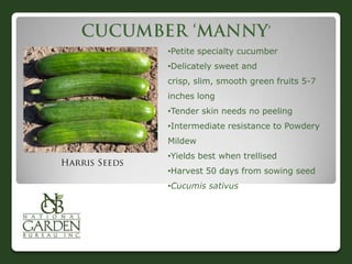 •Petite specialty cucumber
•Delicately sweet and
crisp, slim, smooth green fruits 5-7
inches long
•Tender skin needs no peeling
•Intermediate resistance to Powdery
Mildew
•Yields best when trellised
•Harvest 50 days from sowing seed
•Cucumis sativus
 