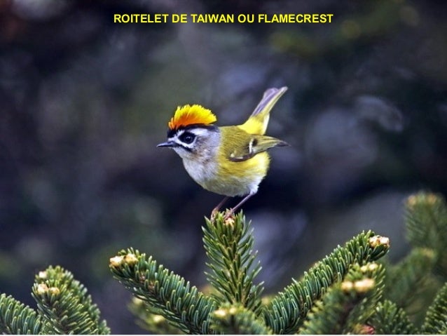 Oiseaux Merveilleux