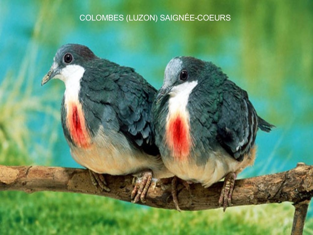Oiseaux Merveilleux